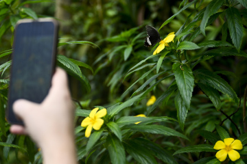Mobilní telefon, motýl, příroda