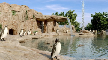 Stavba expozice tučňáků